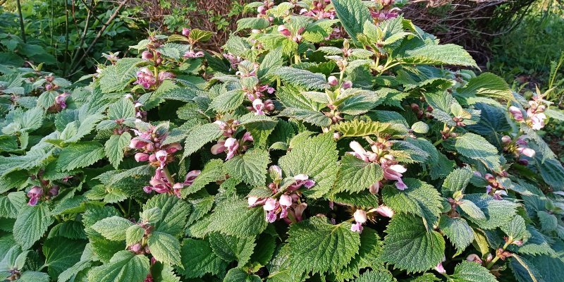 Lamium orvala Balm-leaved red deadnettle